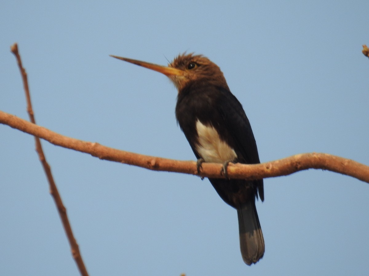 Brown Jacamar - ML625115203