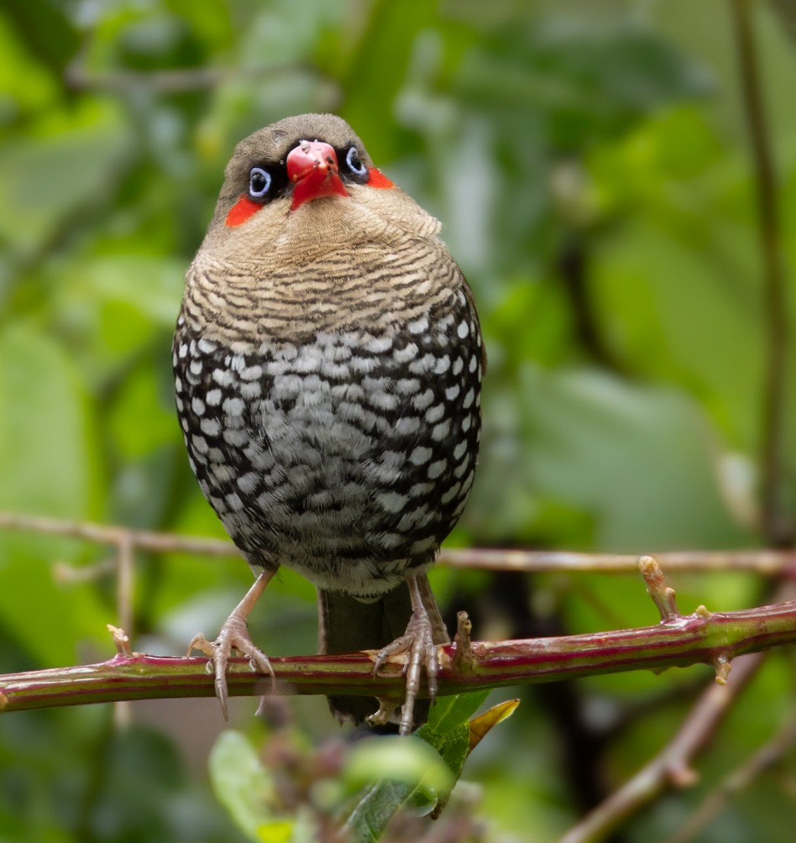 Red-eared Firetail - ML625115207