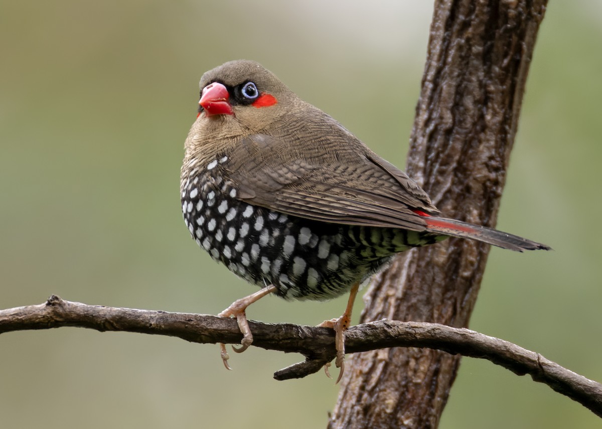 Red-eared Firetail - ML625115208