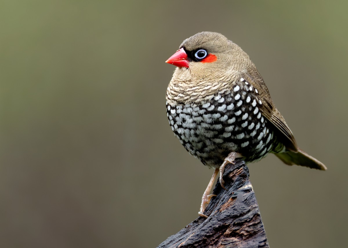 Red-eared Firetail - ML625115209