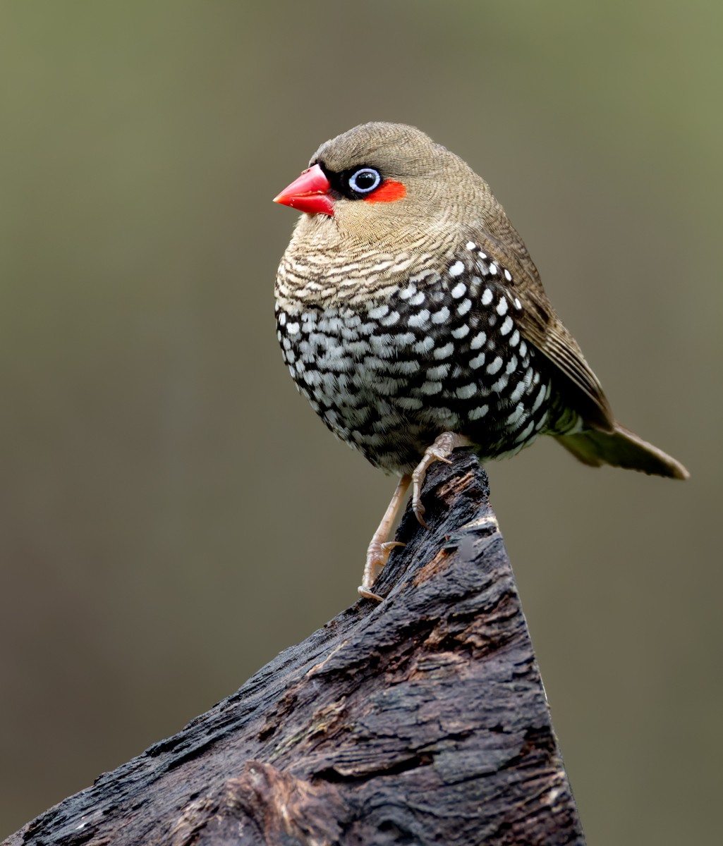 Red-eared Firetail - ML625115210