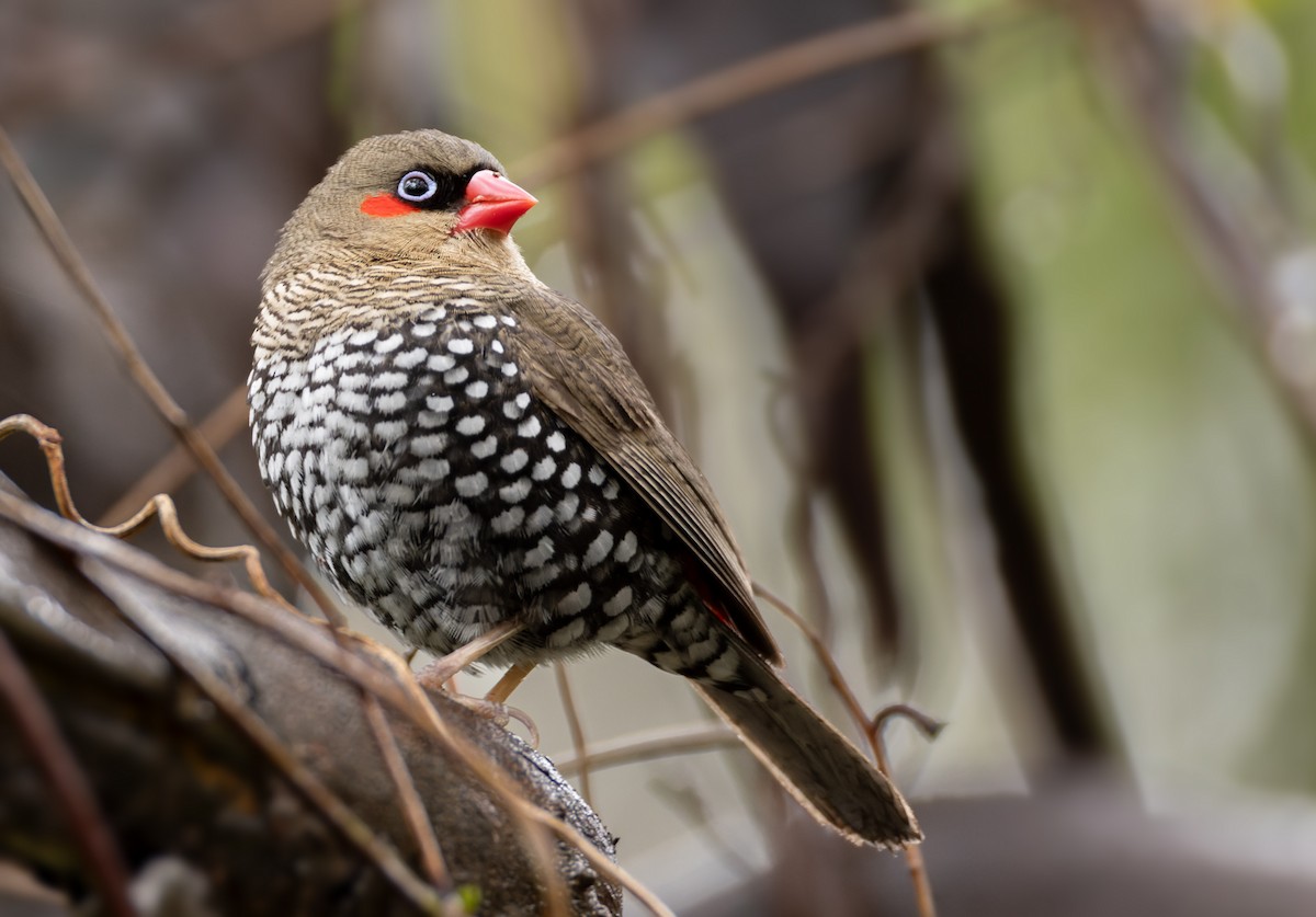 Red-eared Firetail - ML625115211