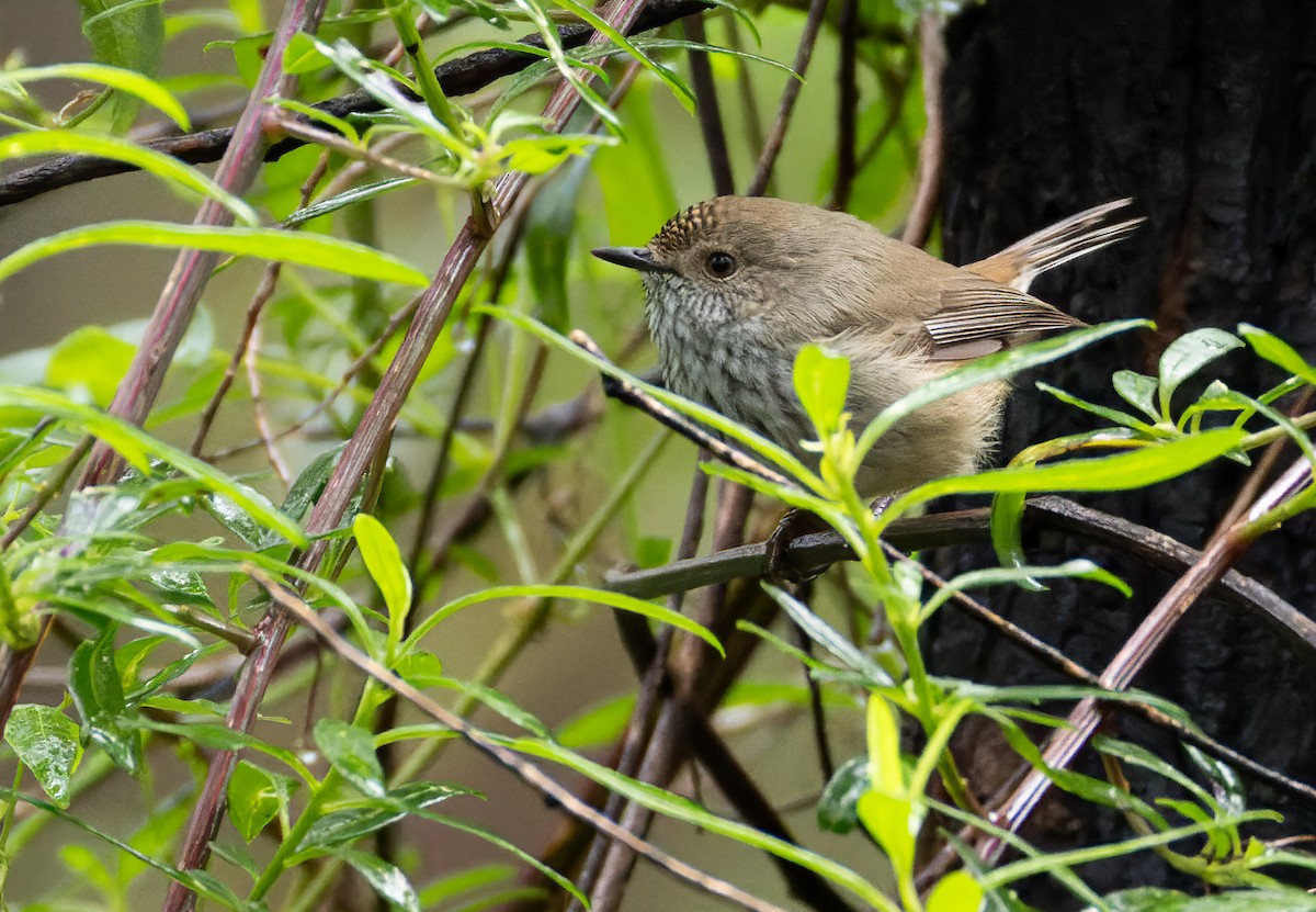 Inland Thornbill - ML625115216