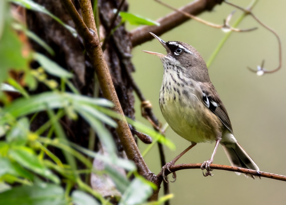 Spotted Scrubwren - ML625115221