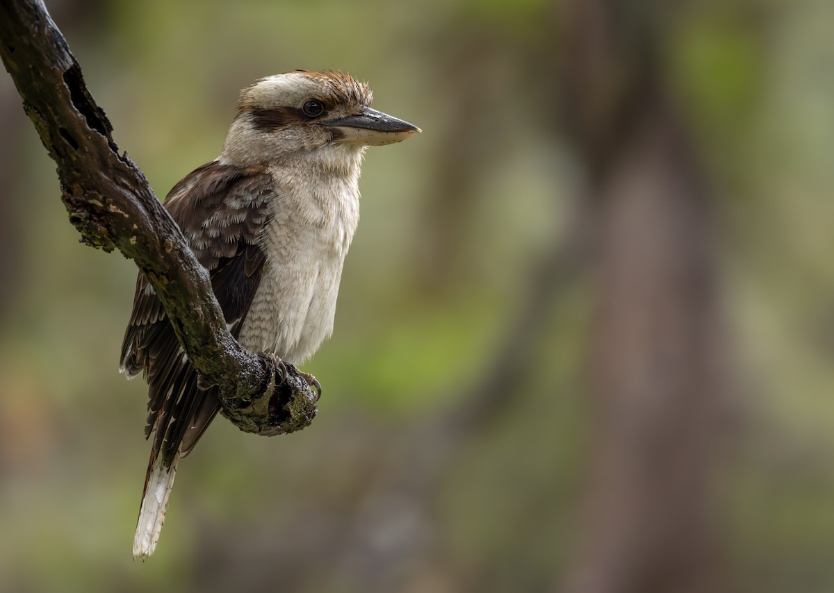 Laughing Kookaburra - ML625115225