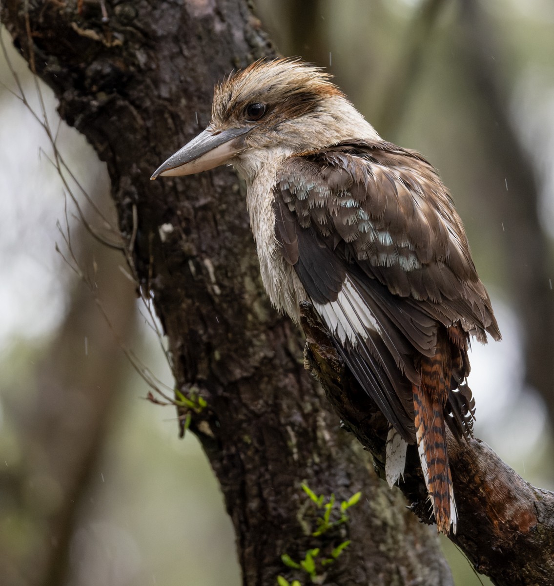 Laughing Kookaburra - ML625115226