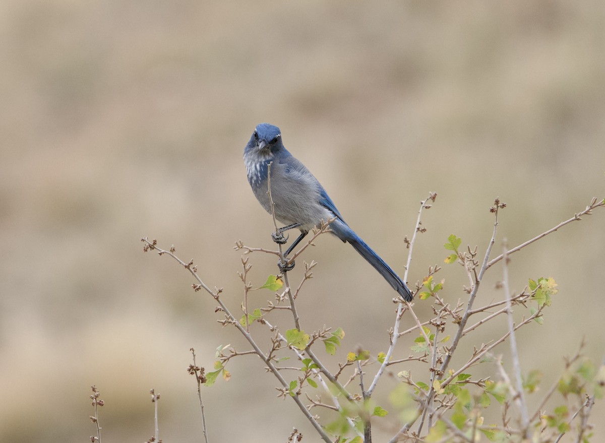 Woodhouse's Scrub-Jay - ML625115229