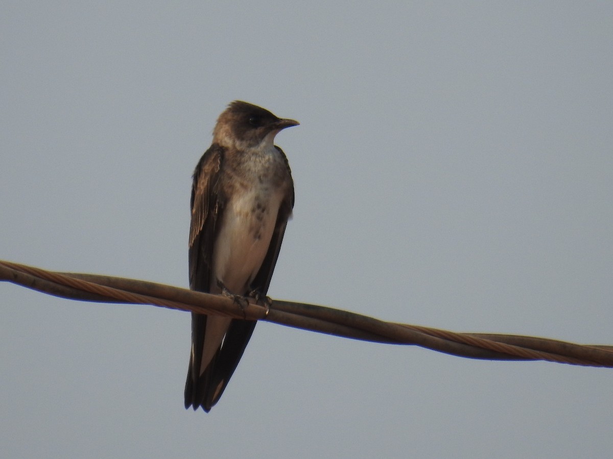 Gray-breasted Martin - ML625115231