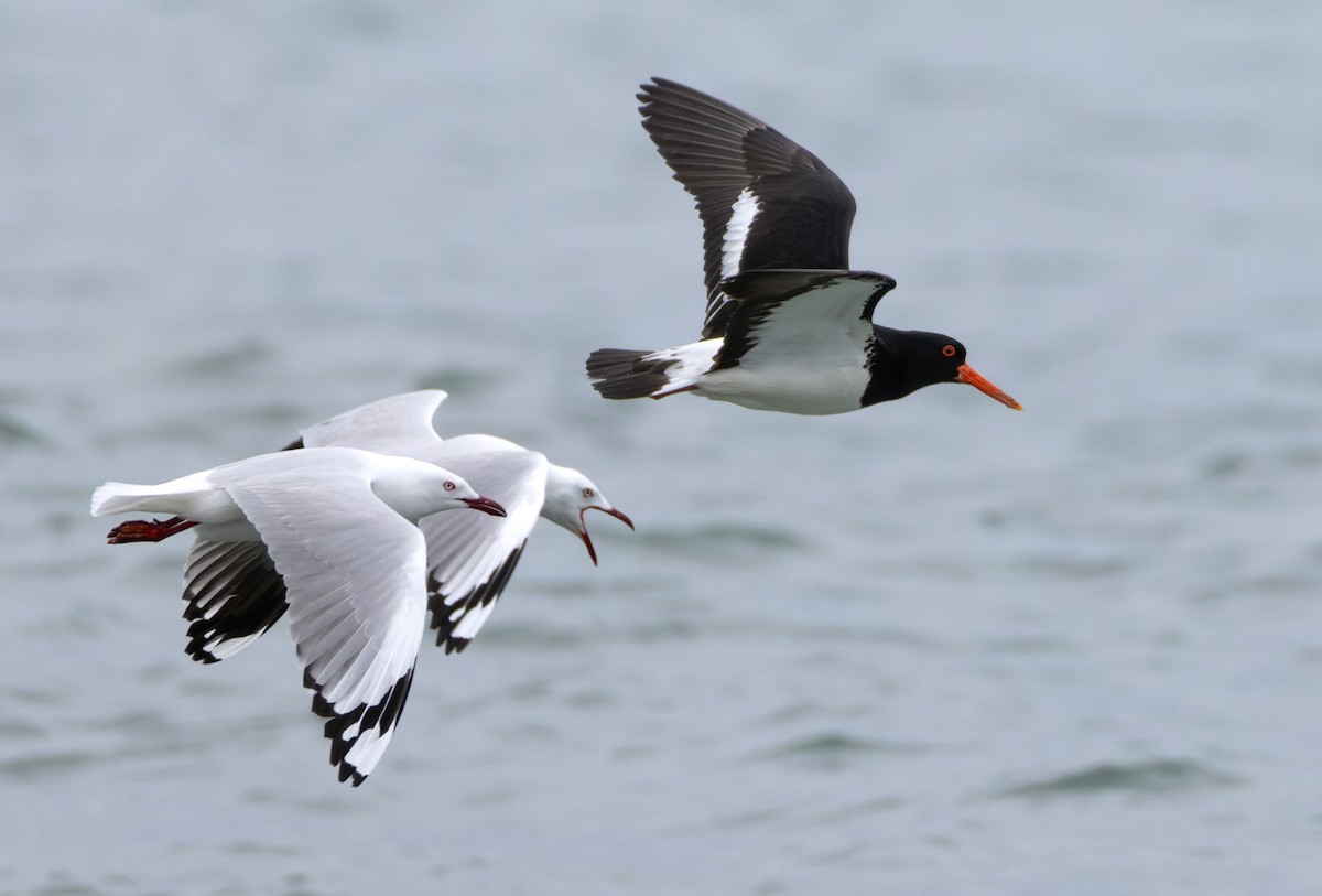 Pied Oystercatcher - ML625115372