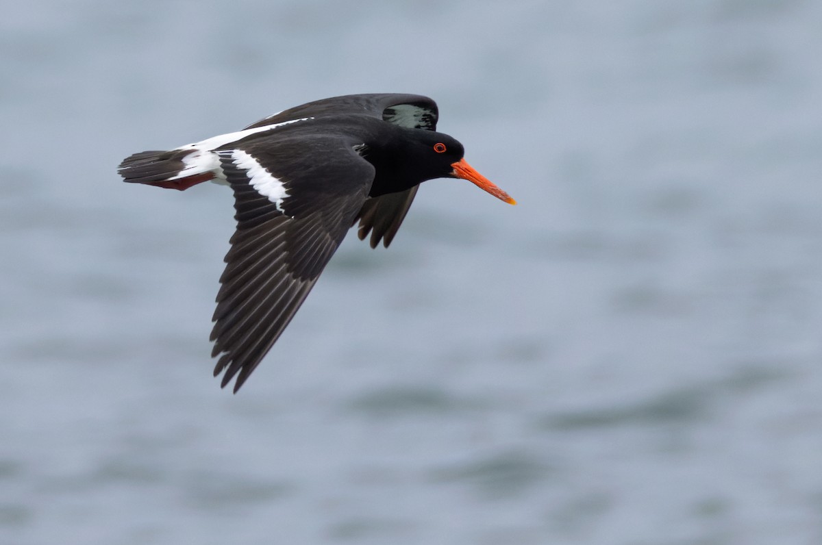 Pied Oystercatcher - ML625115373