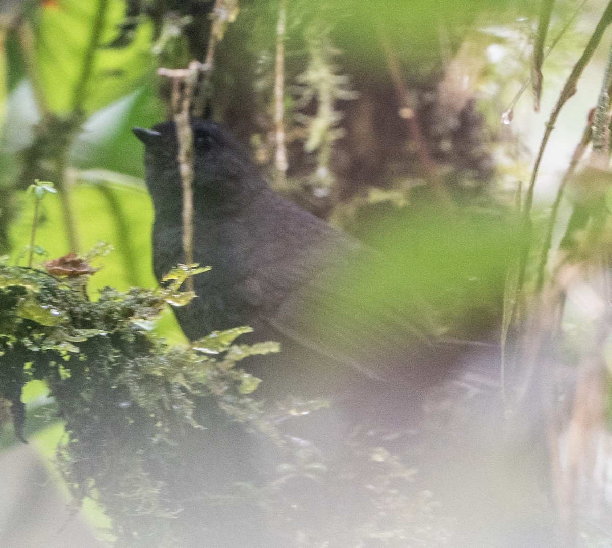 Rufous-vented Tapaculo - ML625115517