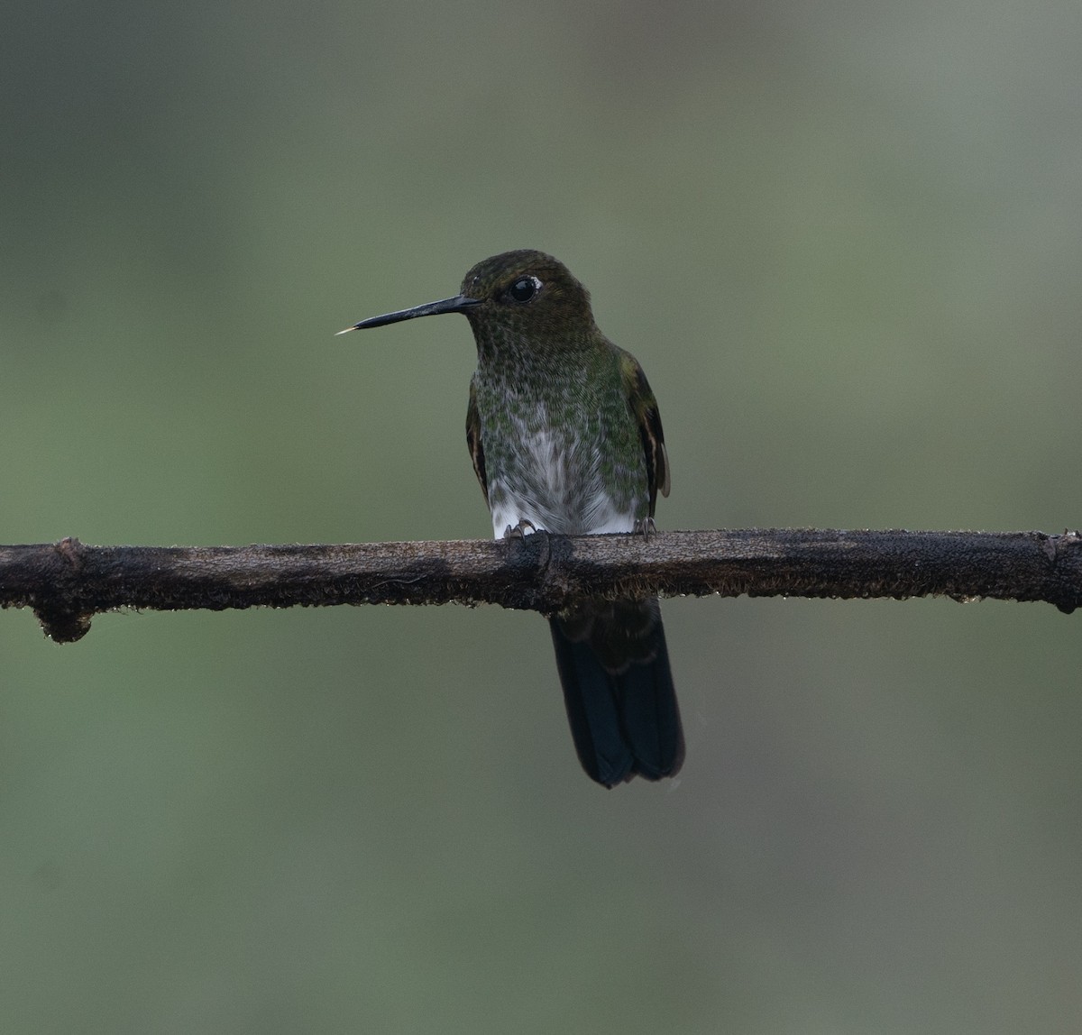 Greenish Puffleg - ML625115587