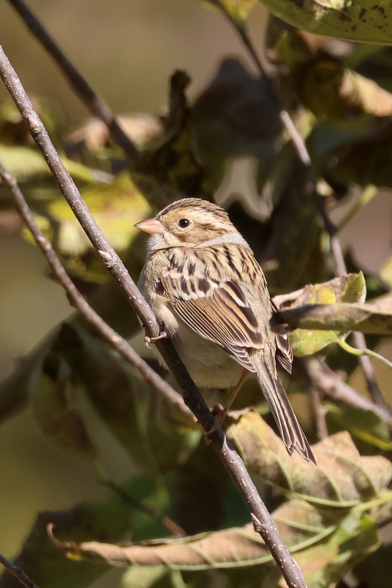 Clay-colored Sparrow - ML625115598