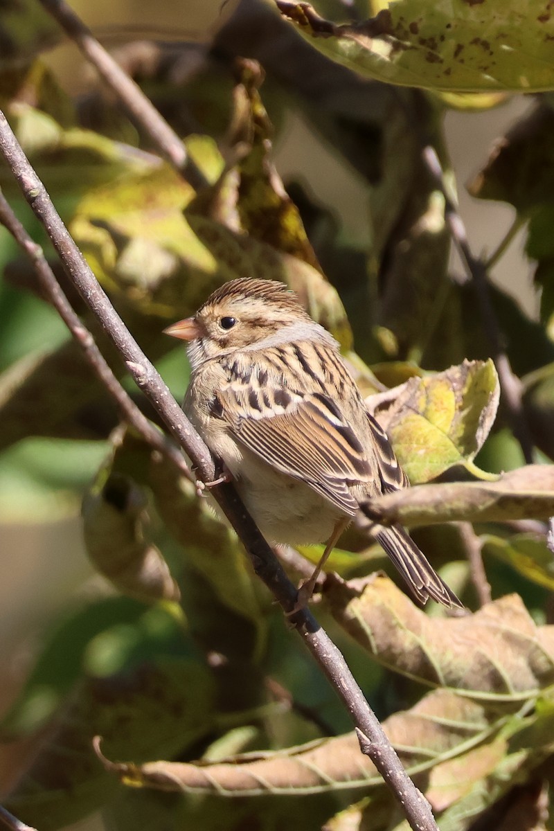 Clay-colored Sparrow - ML625115599