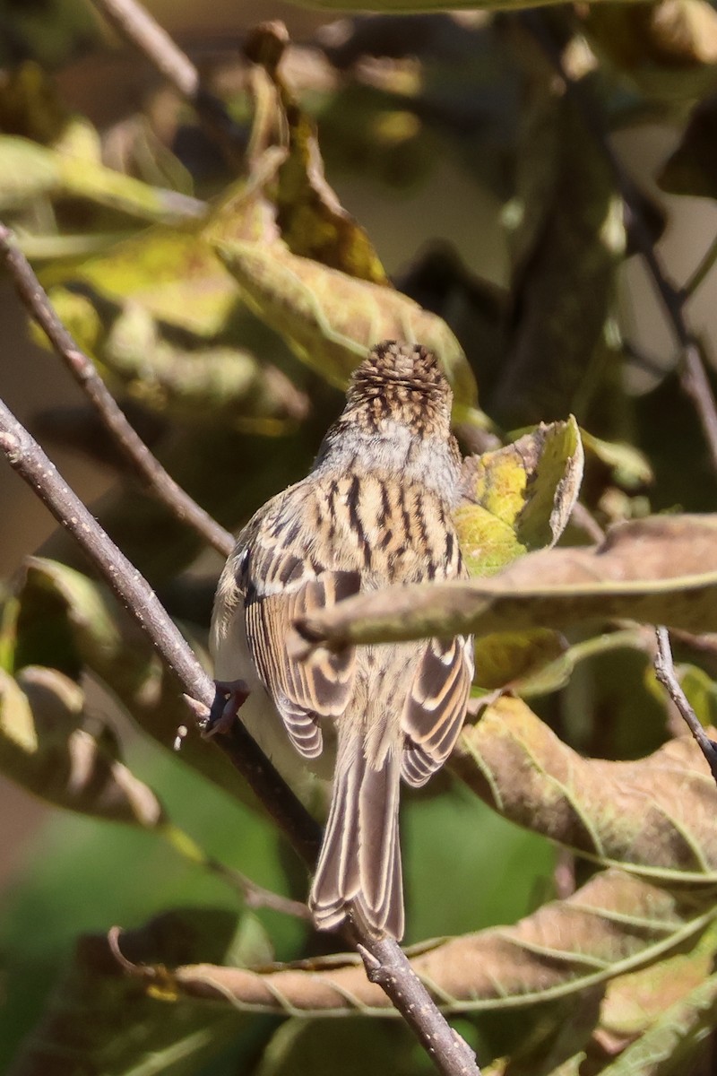 Clay-colored Sparrow - ML625115600