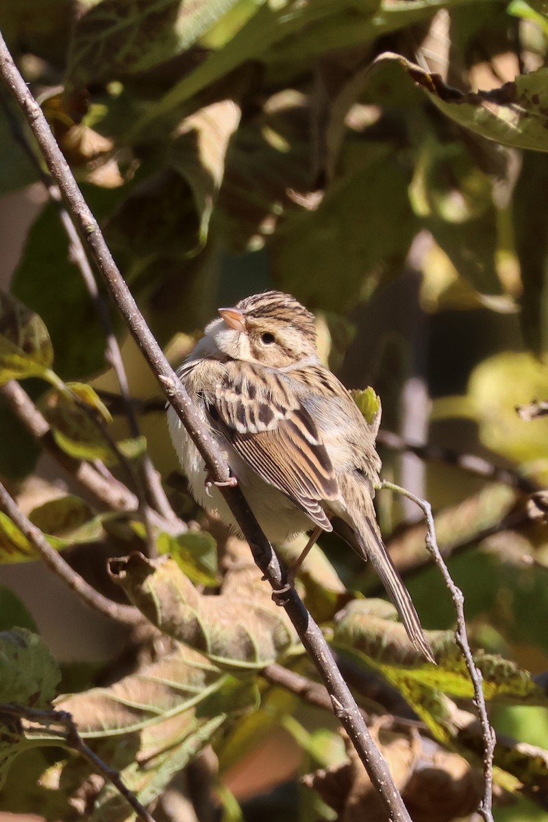 Clay-colored Sparrow - ML625115601