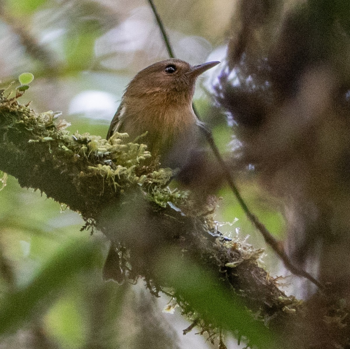 Cinnamon-breasted Tody-Tyrant - ML625115602