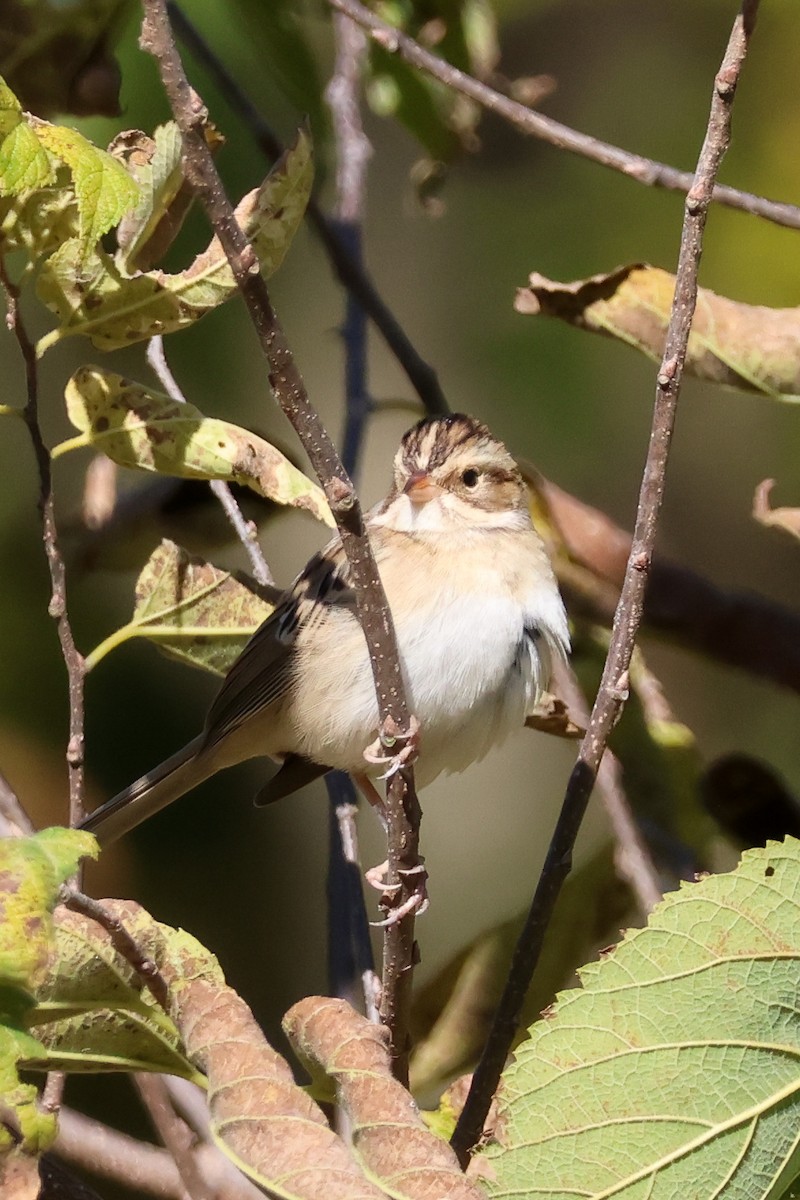 Clay-colored Sparrow - ML625115603