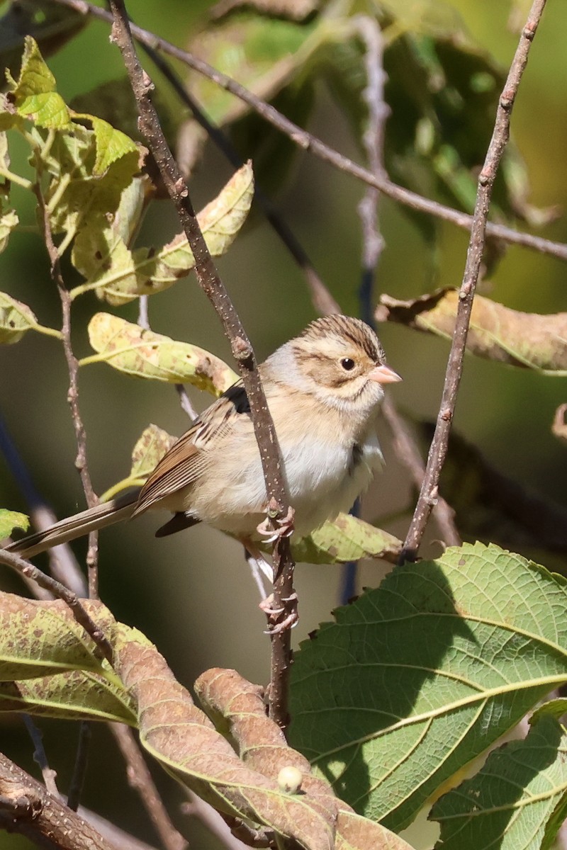 Clay-colored Sparrow - ML625115604