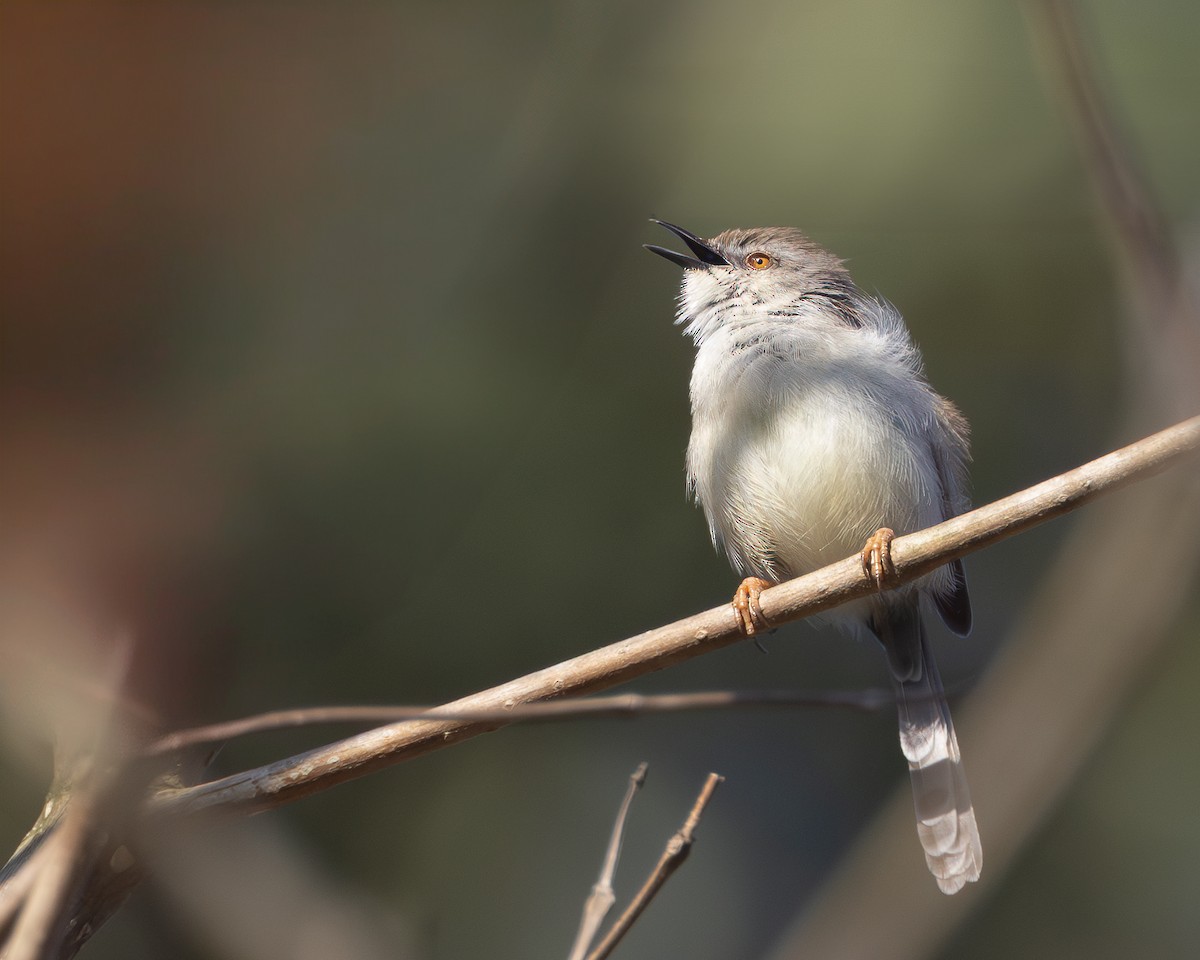 Gray-breasted Prinia - ML625115761