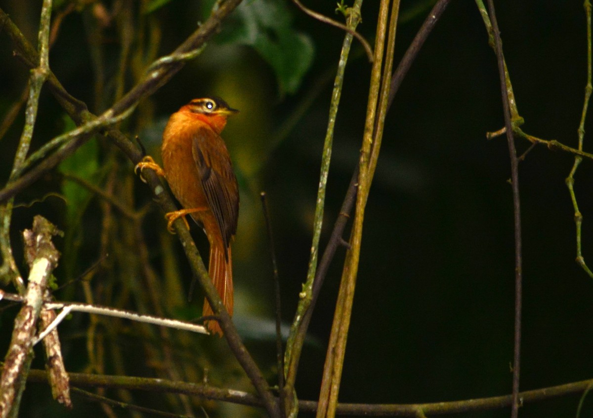 Black-capped Foliage-gleaner - ML625115902