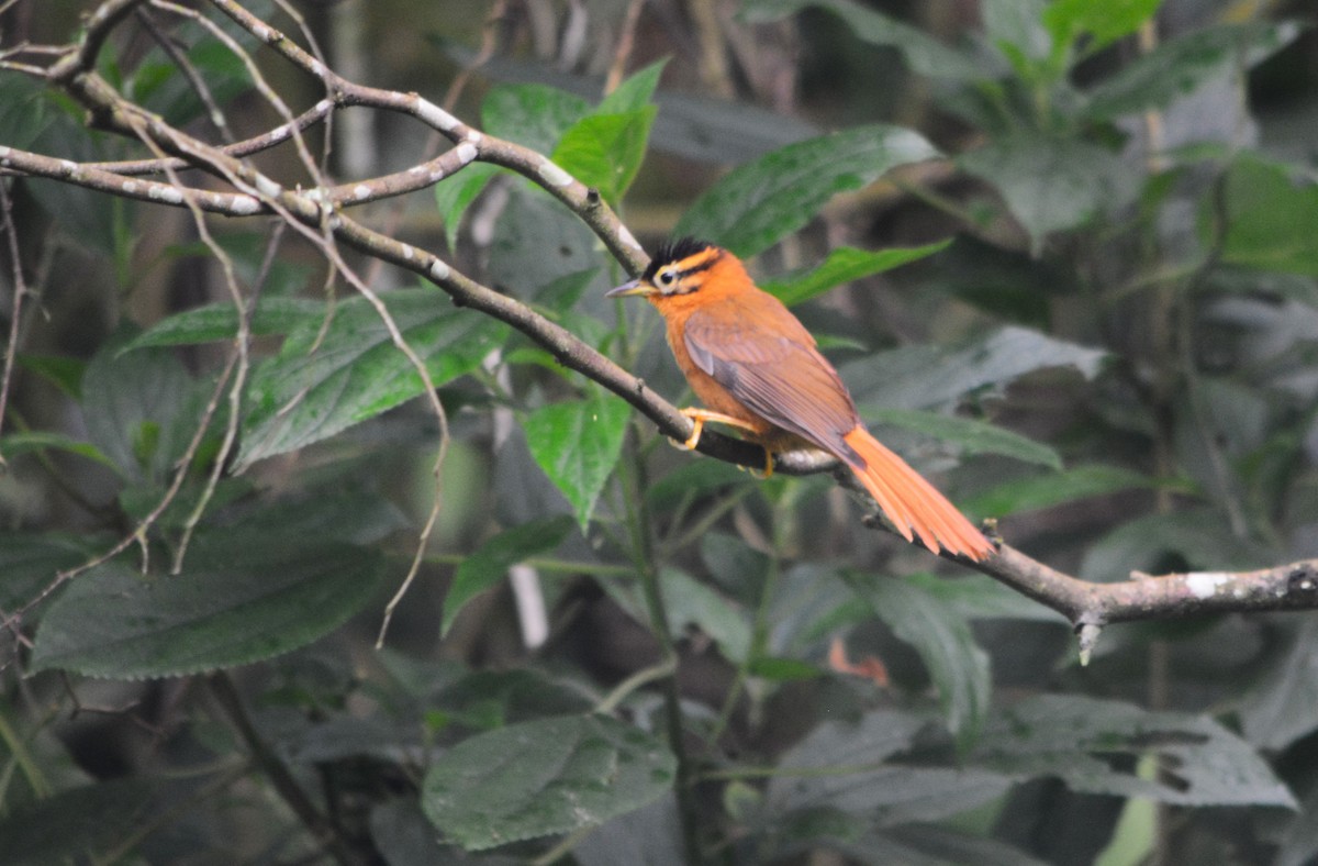 Black-capped Foliage-gleaner - ML625115903