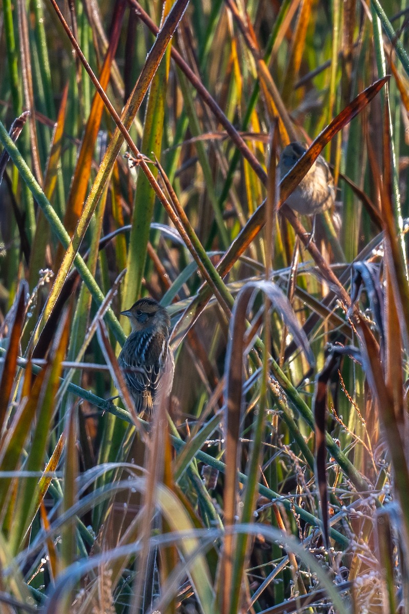 Nelson's Sparrow - ML625115906