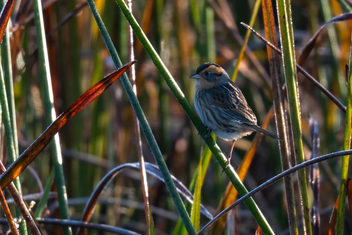 Nelson's Sparrow - ML625115907