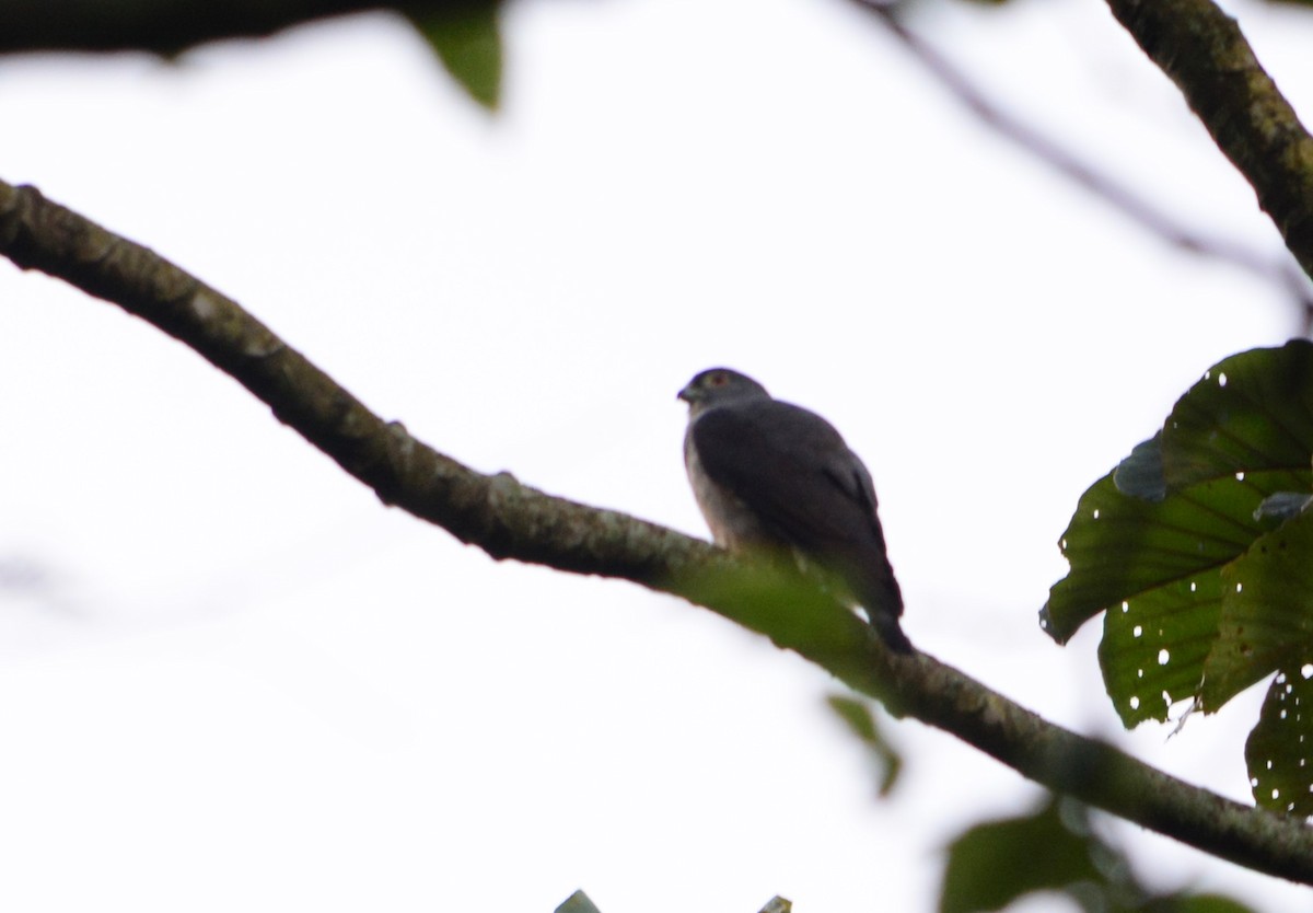 Rufous-thighed Kite - ML625115910