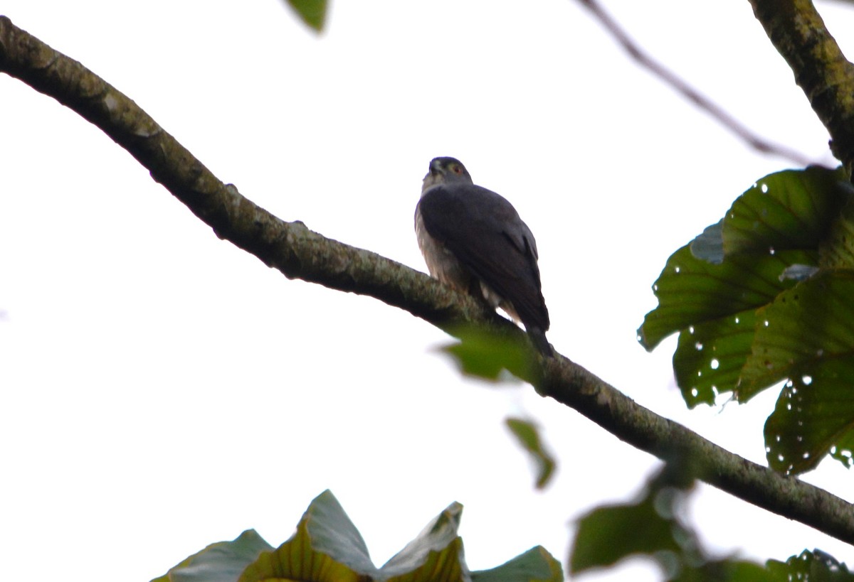 Rufous-thighed Kite - ML625115911