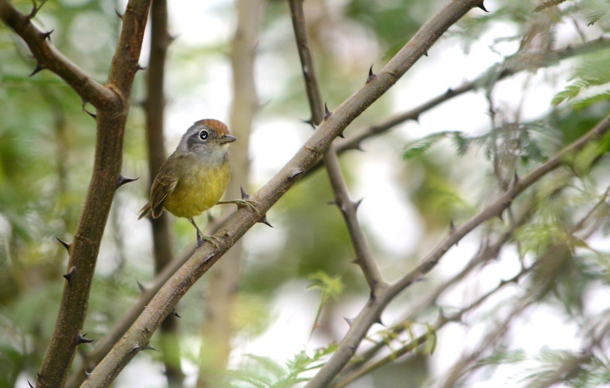 Plain Antvireo - ML625115914