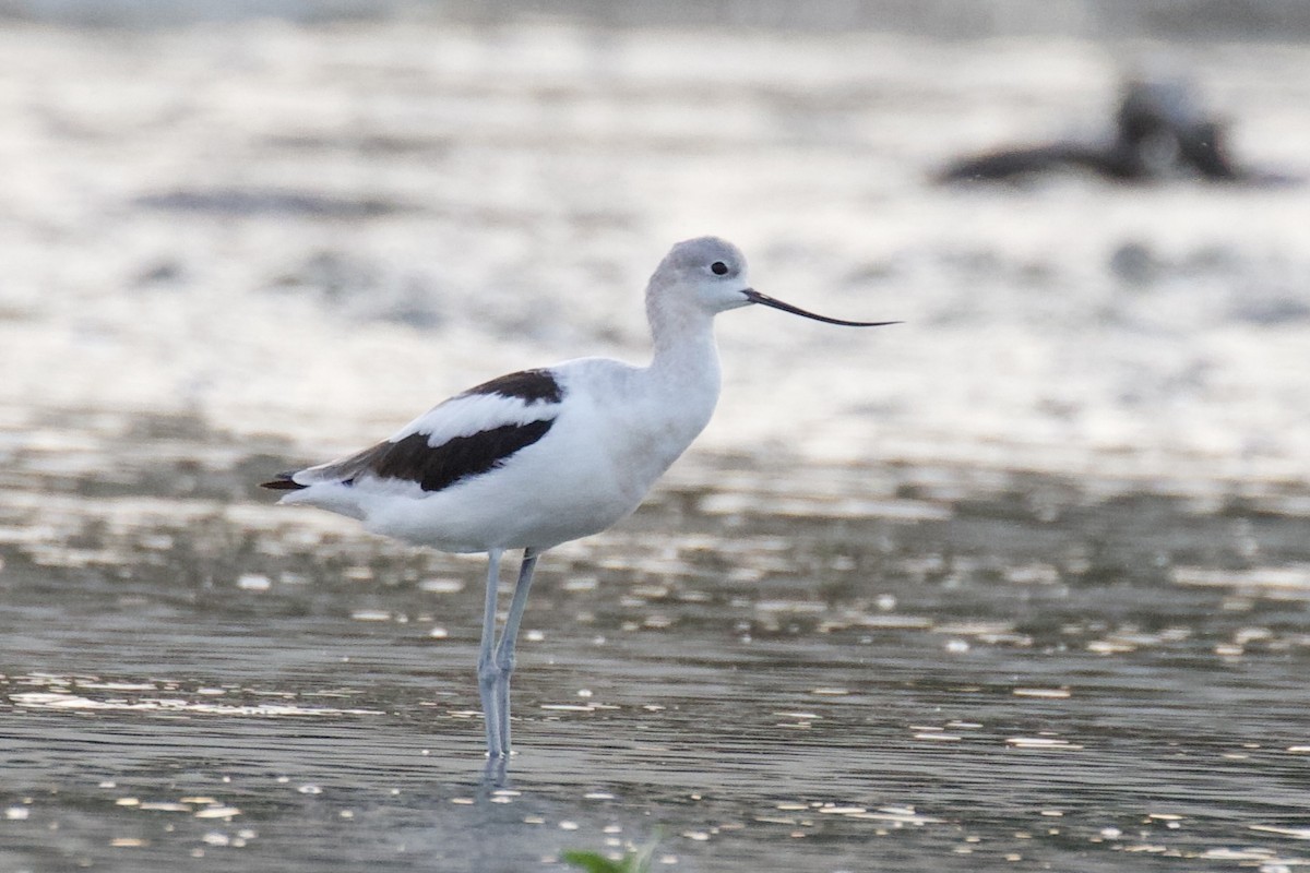 American Avocet - ML625115915