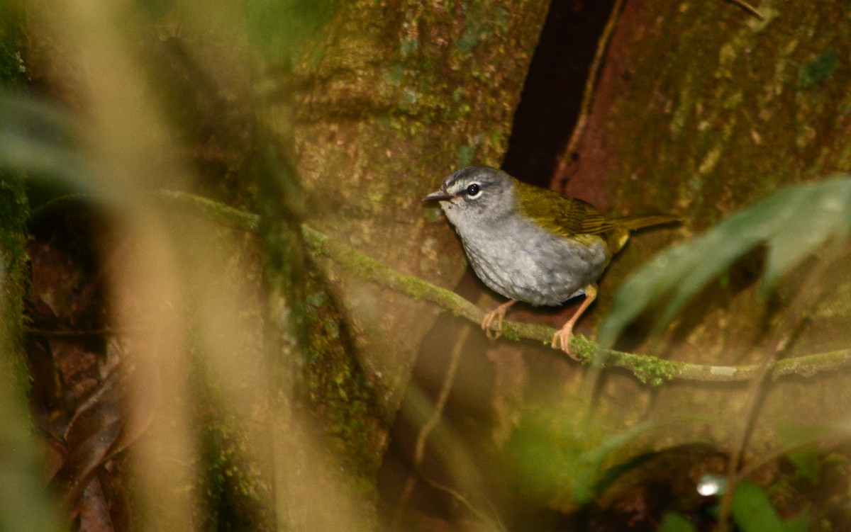 White-browed Warbler - ML625115964