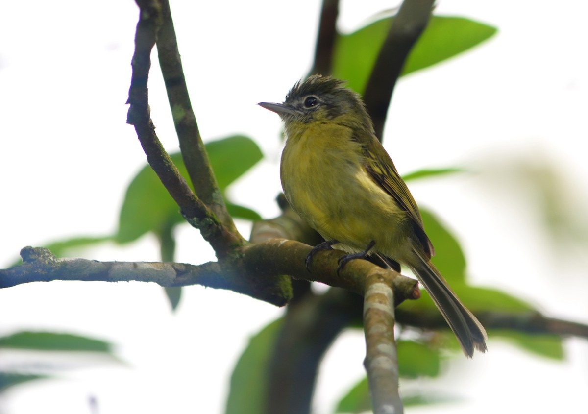 Yellow-olive Flatbill - ML625115969
