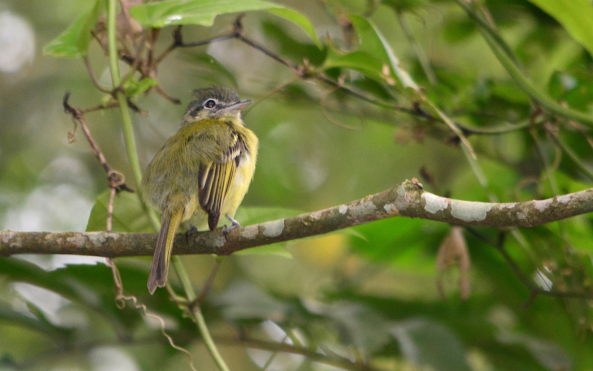 Yellow-olive Flatbill - ML625115970