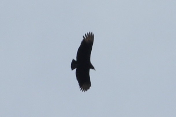 Black Vulture - ML62511601