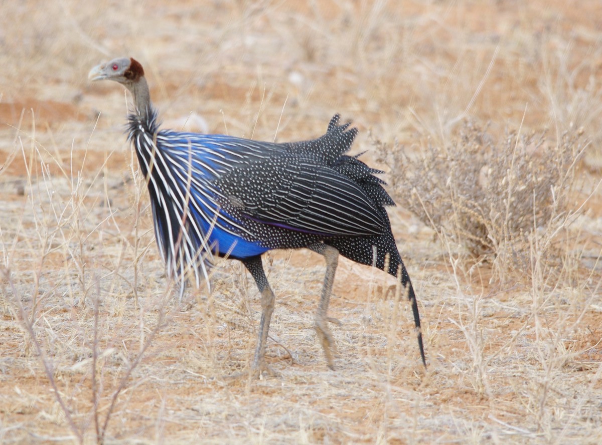 Vulturine Guineafowl - ML625116012