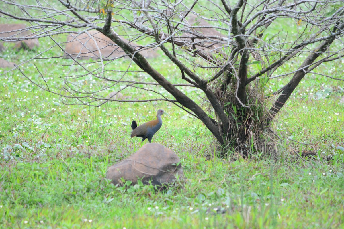 Slaty-breasted Wood-Rail - ML625116022