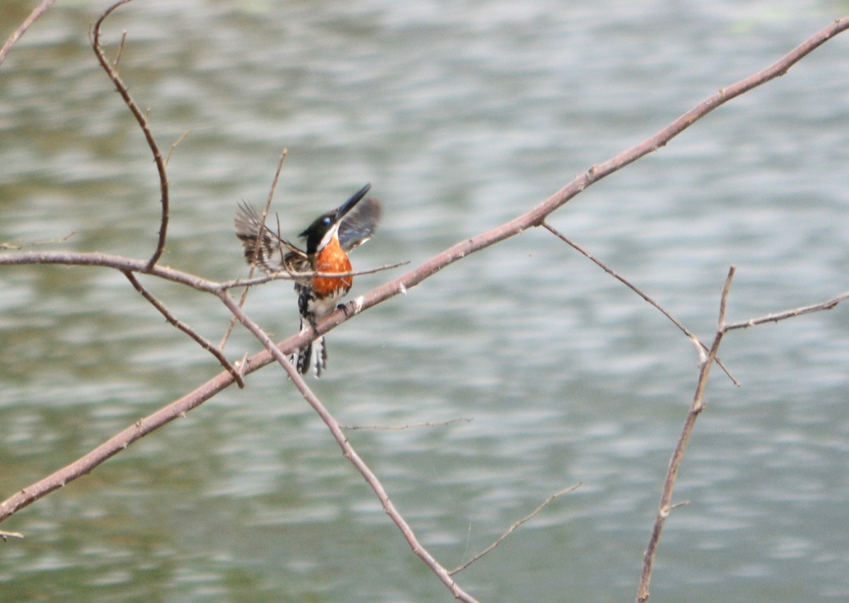 Green Kingfisher - ML625116058