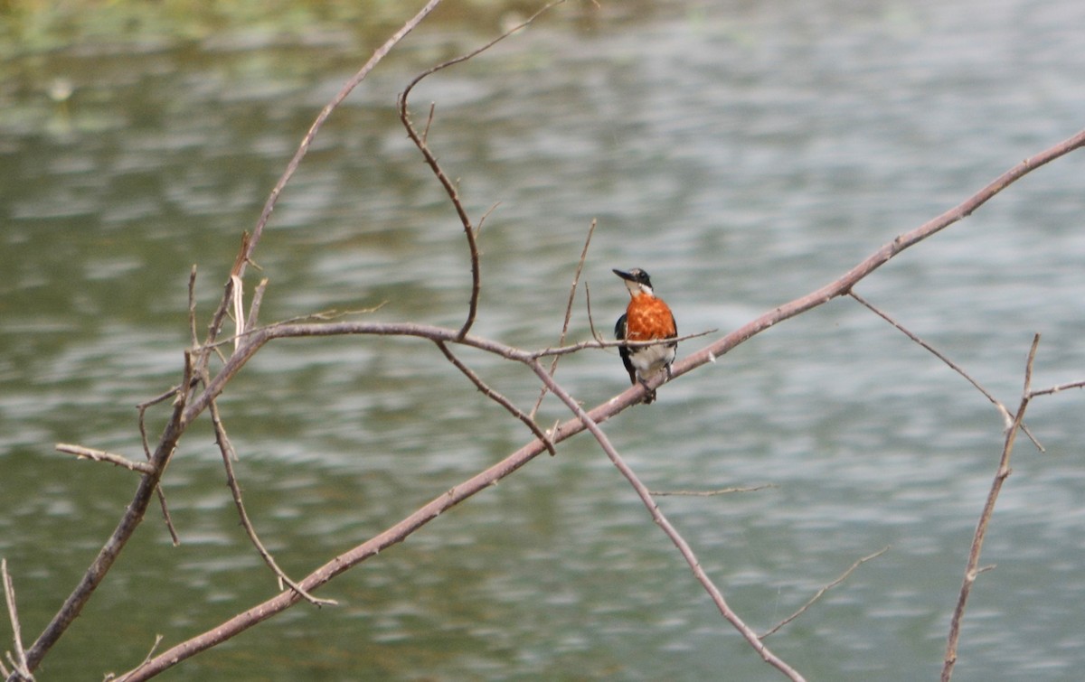 Green Kingfisher - ML625116060