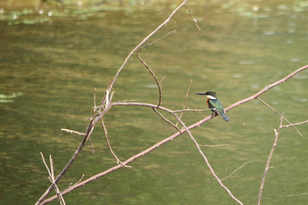 Green Kingfisher - ML625116061