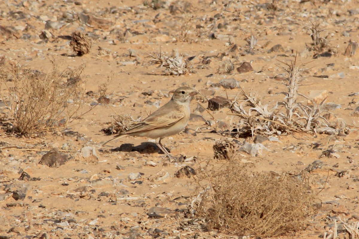 Allodola del deserto minore - ML625116072