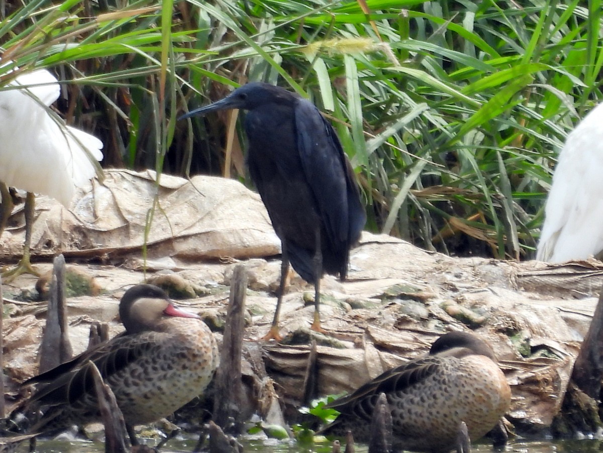 Black Heron - Kevin Seymour