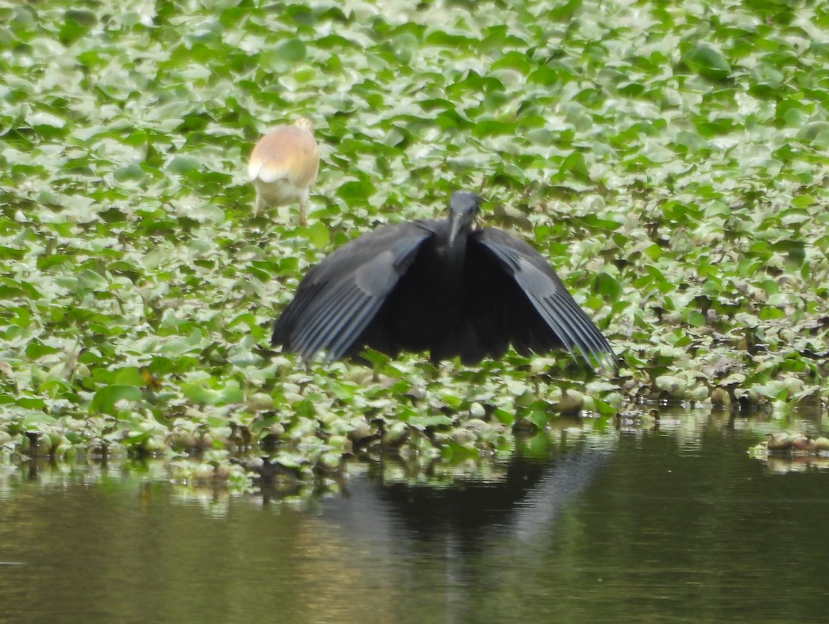 Black Heron - ML625116164