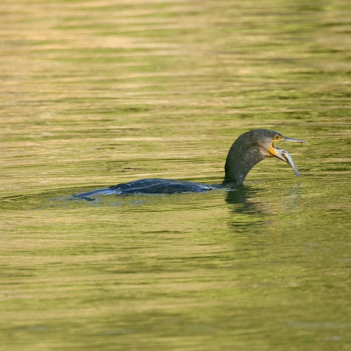 Great Cormorant - ♏️ ©️ (Mihai F. Chitulescu)