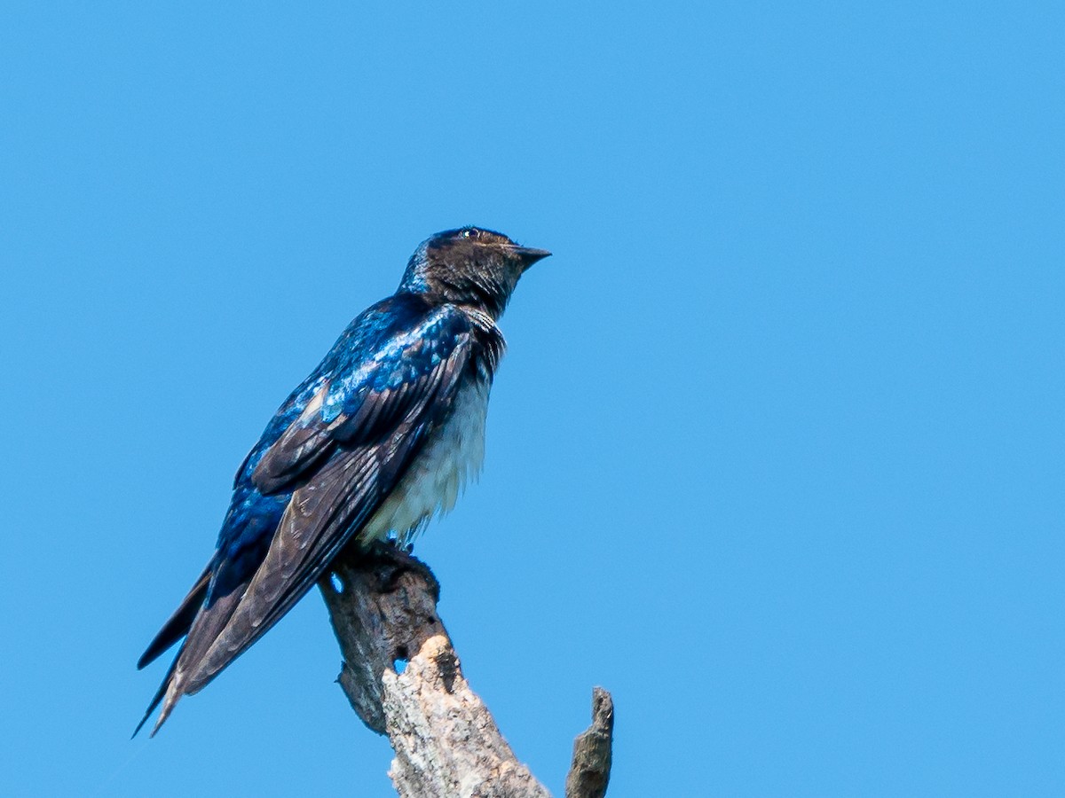 White-rumped Swallow - ML625116203