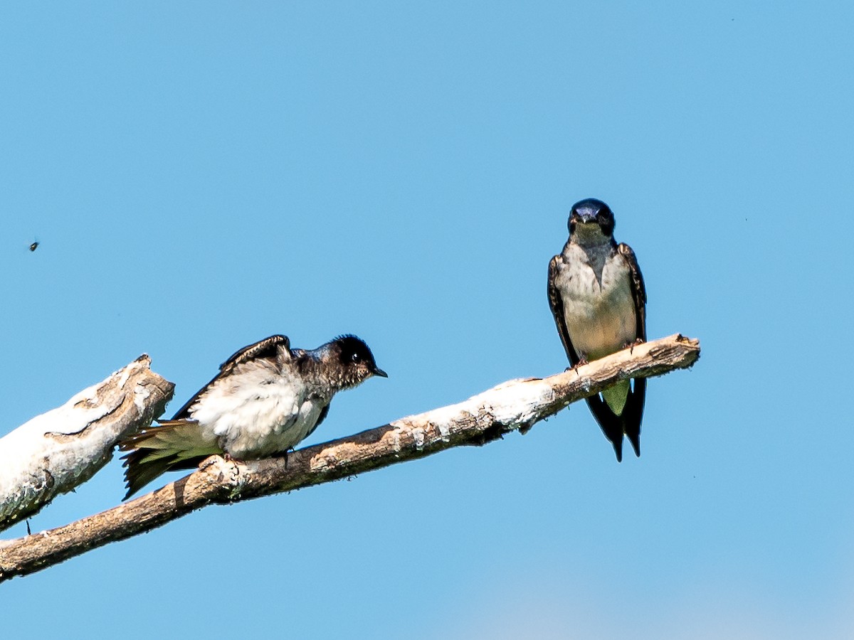 White-rumped Swallow - ML625116204