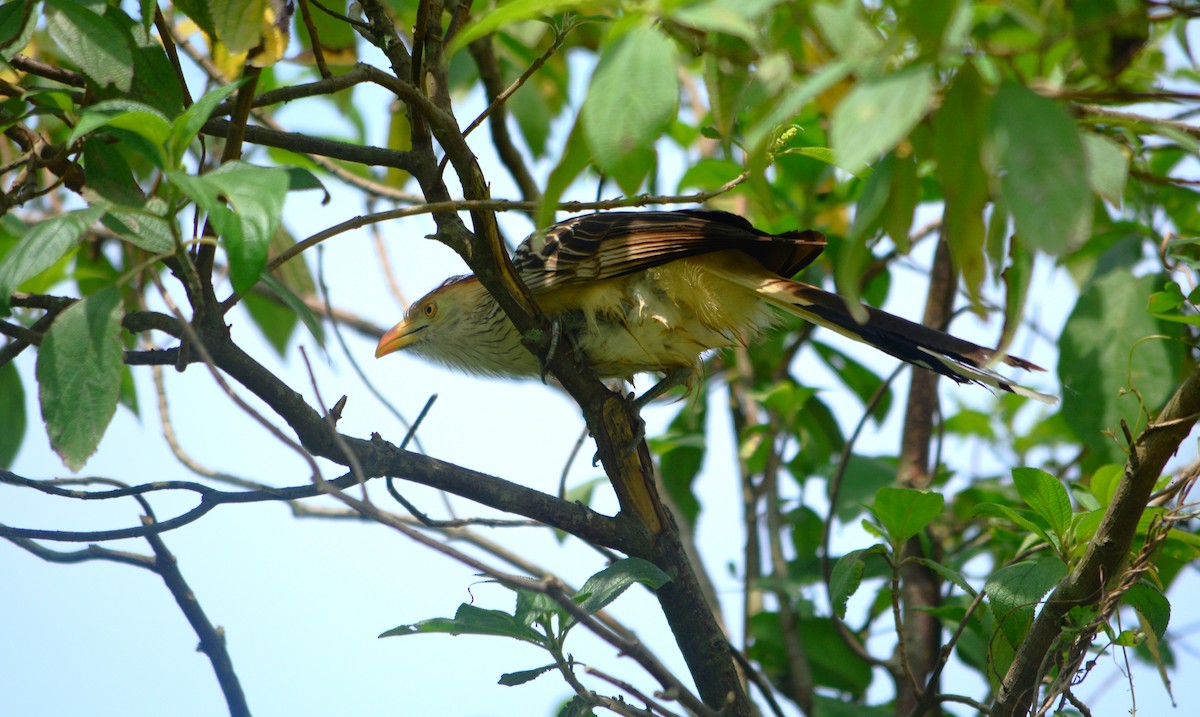 Guira Cuckoo - ML625116298