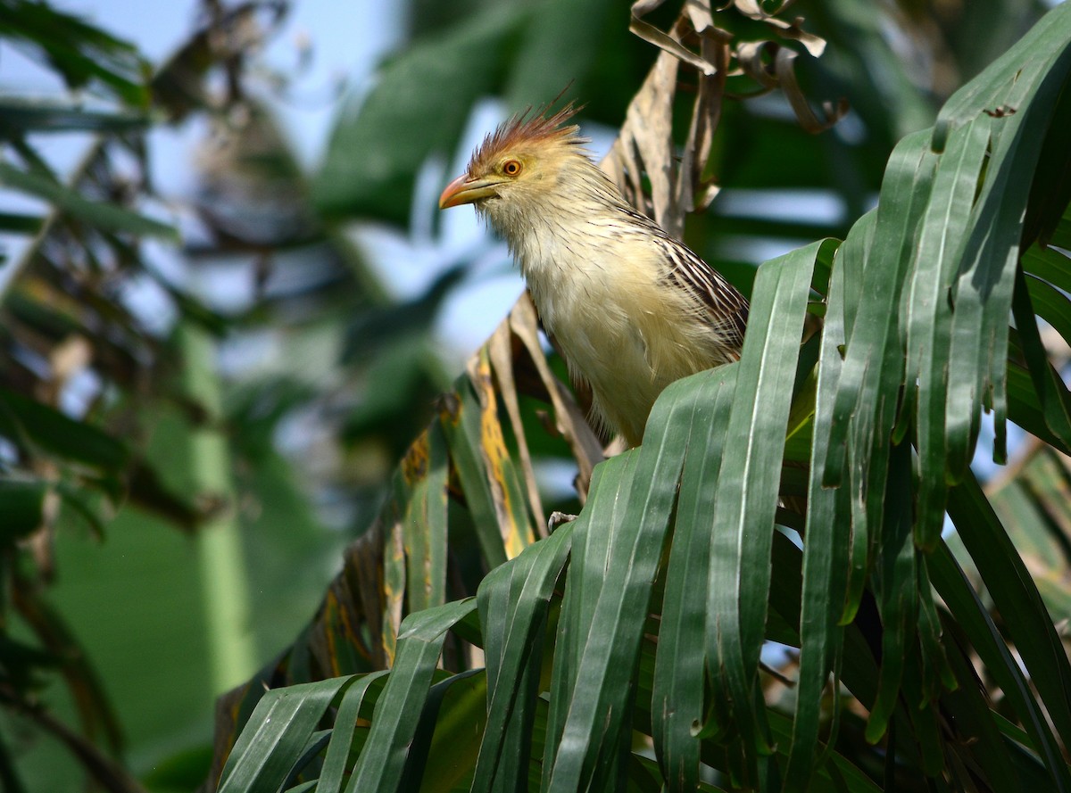 Guira Cuckoo - ML625116299