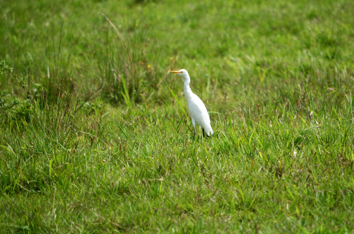 Western Cattle-Egret - ML625116314